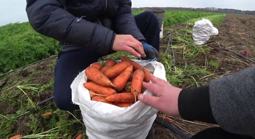 У липні морква лише на це й чекає: роблю 3 прості трюки – і збираю дуже великий, солодкий та рівний урожай 