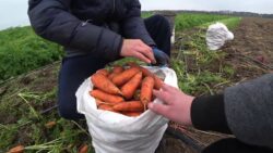 Городники розповіли, що потрібно обов’язково зробити з морквою у липні 