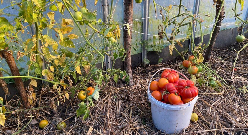 Обприскала цим помідори, бо підслухала на базарі – реально тепер збираю по 10-літровому відру з кущика 