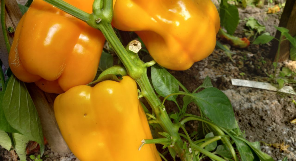 Як не гляну, перці стоять зелені, а вже хочеться салат з овочами зі своєї грядки: пришвидшую дозрівання так 