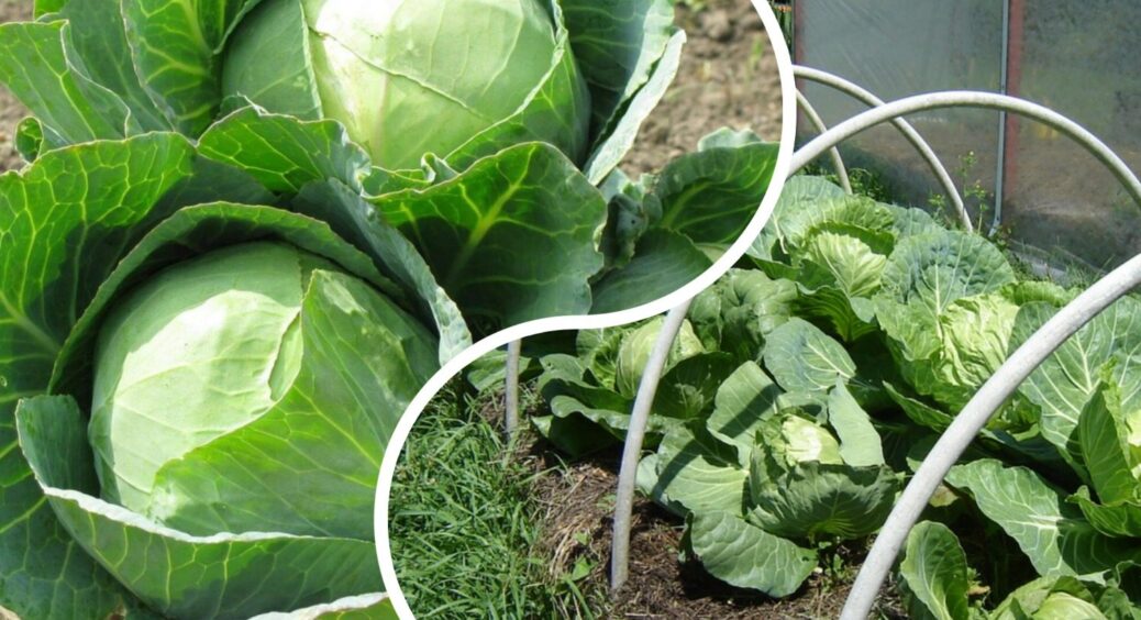 Думала, що це фарба для волосся – а це скарб для грядки: обробила і білокрилку здуло з капусти на всі 100 