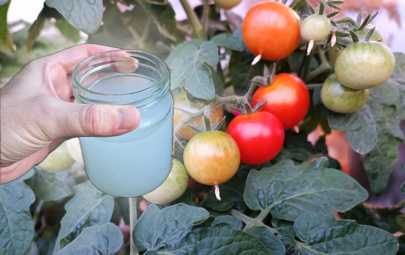 Експерти розповіли, як прискорити дозрівання помідорів