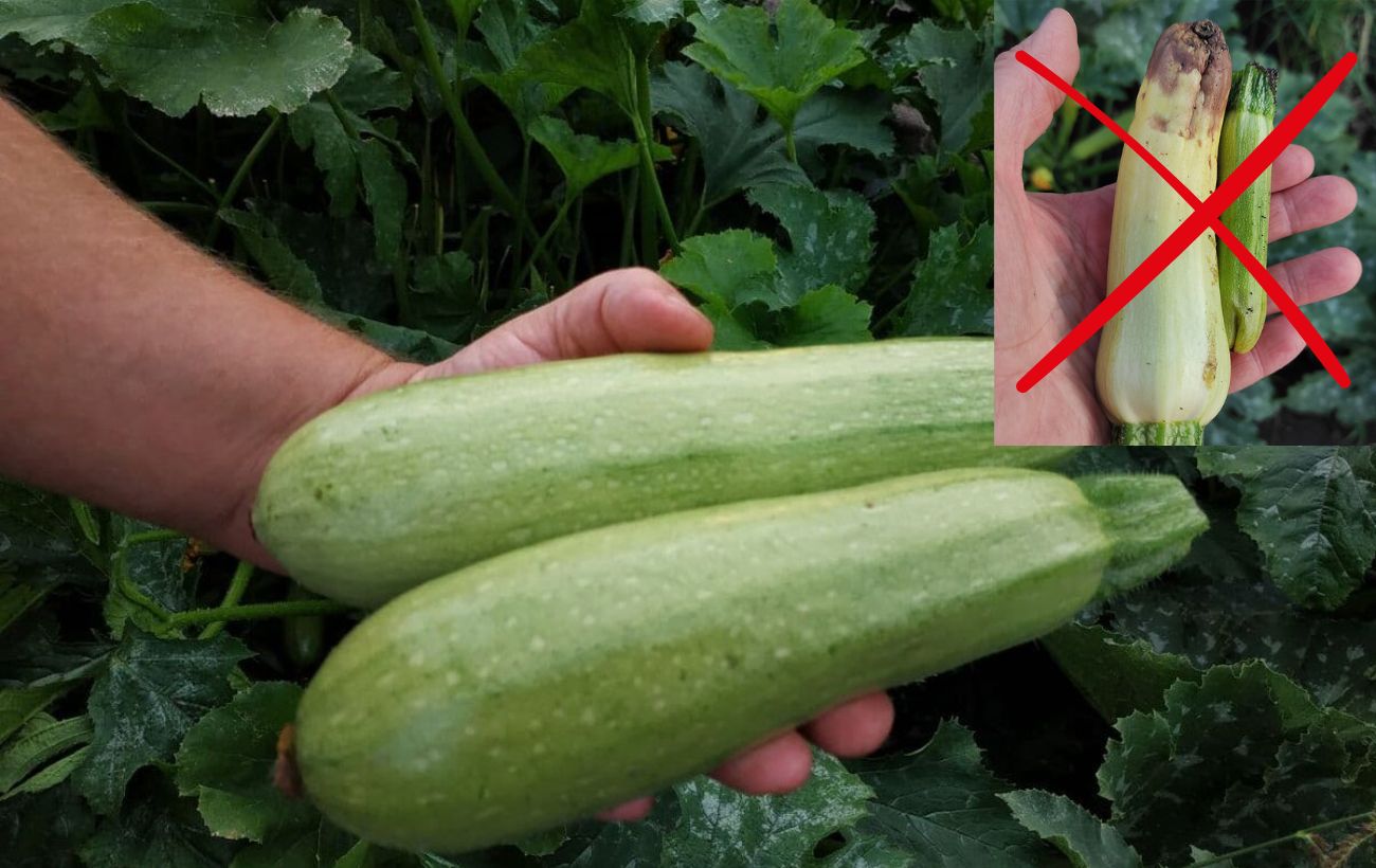 Як захистити кабачки від фітофтори
