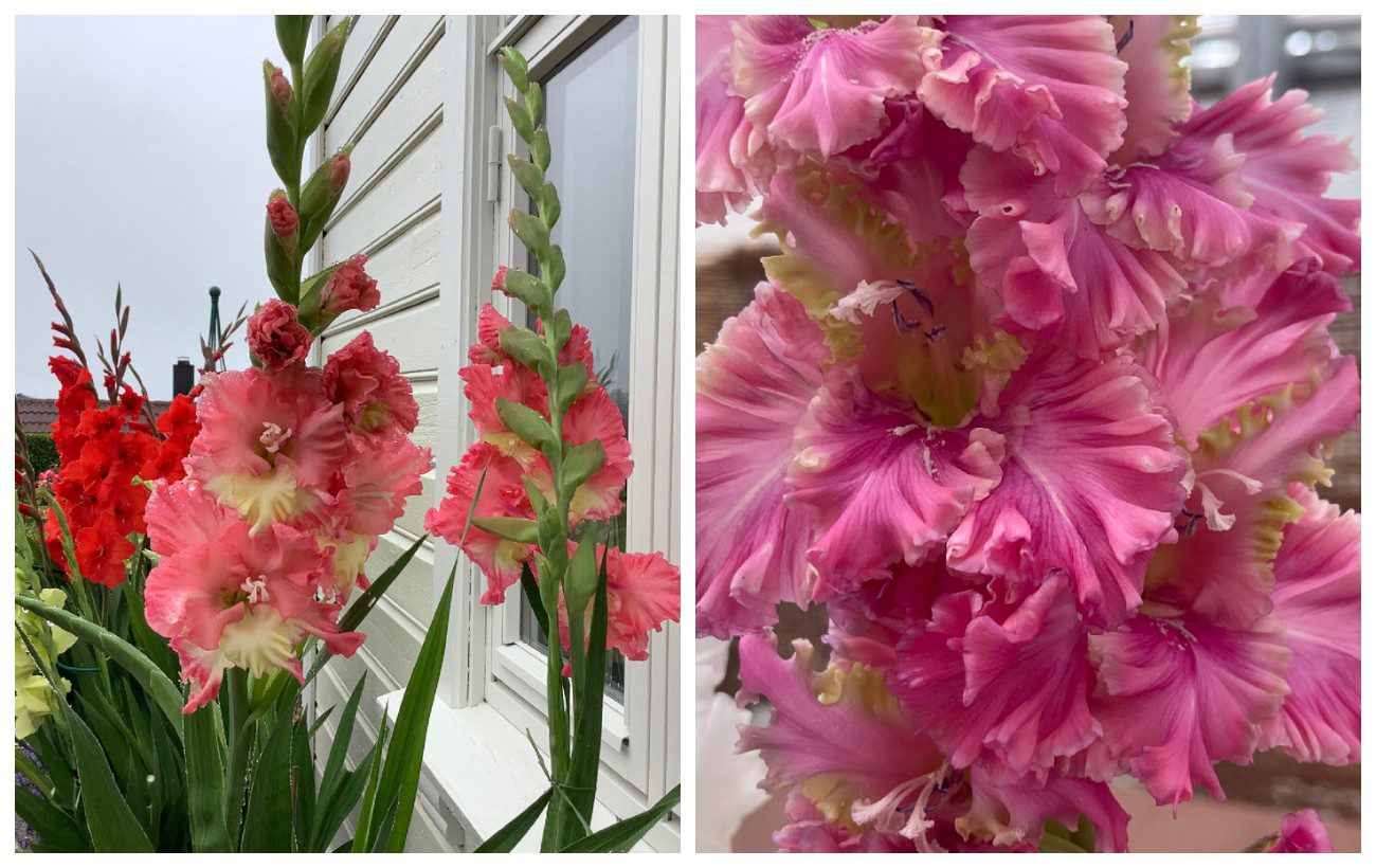 Як зміцнити стебла гладіолусів