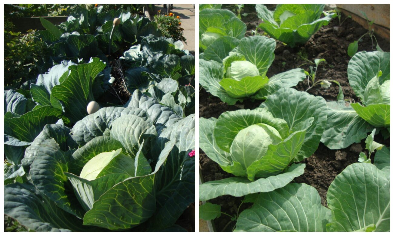Як покращити смак капусти на грядці
