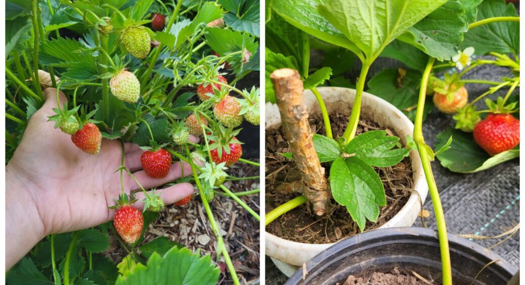 Встановила надійний захист полуниці від птахів за 20 хв: 2 перевірених методи збережуть до 90% врожаю 