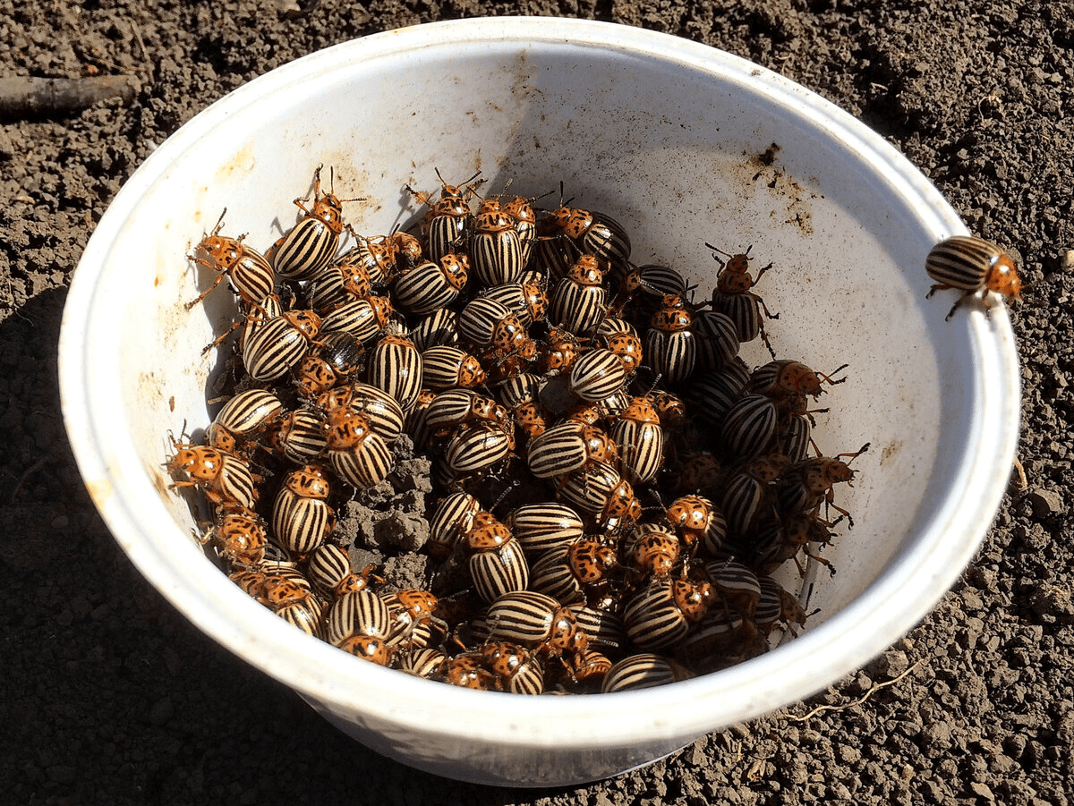 Експерти розповіли, як захистити картоплю від колорадського жука перевіреними способами