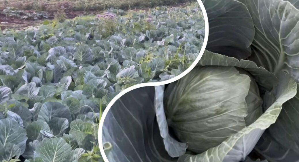 Раніше тільки сапала та молилась, тепер знаю секрет – міль і білокрилка не приходять: капустяні пригоди 2025 