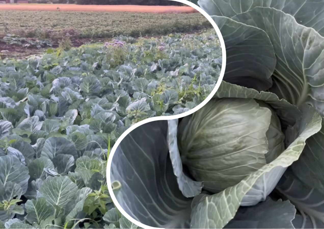 Городники розповіли про способи боротьби з капустяними шкідниками