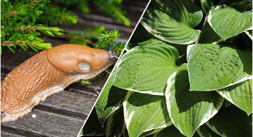 Зробила “це” – і попрощалася зі слимаками на хостах: впоратися із ненажерливими шкідниками вдалося за 5 хв 