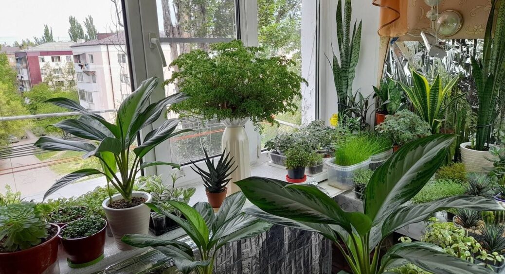 Ці 5 кімнатних рослин самі очистять повітря у вашій оселі: не треба “хімозних” освіжувачів та лайфхаків 