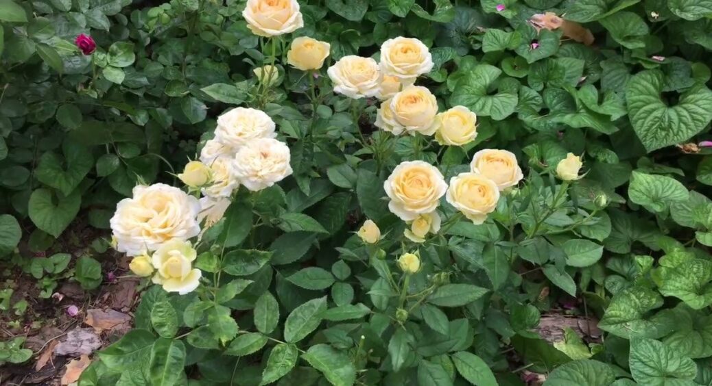 Троянди, як із казки: 1 недорогий чудо-розчин для розкішних кущів – усі сусіди 100% заздритимуть такій красі 