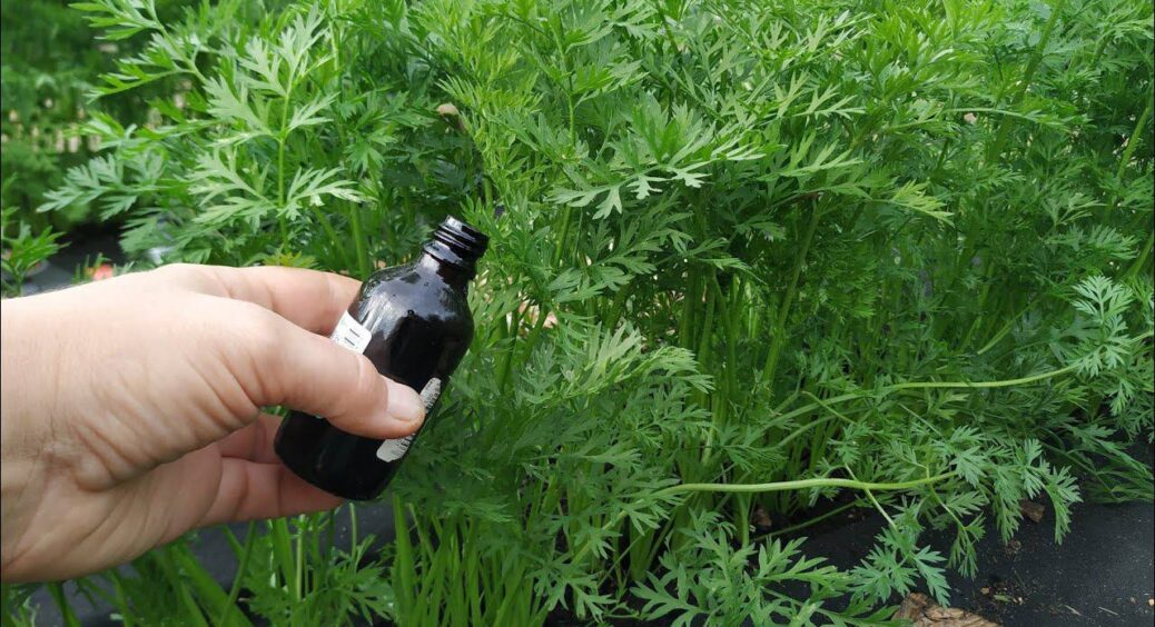 Надокучає морквяна муха? Приготуйте цей 1 суперзасіб проти шкідника – і він залишить вашу ділянку назавжди 