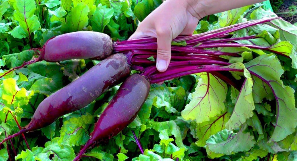 Ваша морква з буряком ще не стали “гігантами”? Додайте трішки цього – і вони виростуть на 50% більше! 