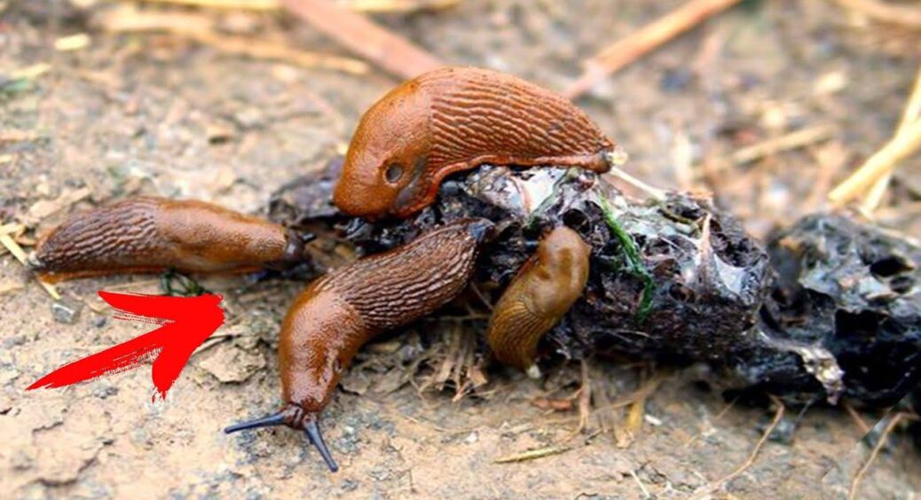 Слимаки втекли з ділянки, як ошпарені: 1 простий розчин проти шкідників – без краплі дорогої хімії 