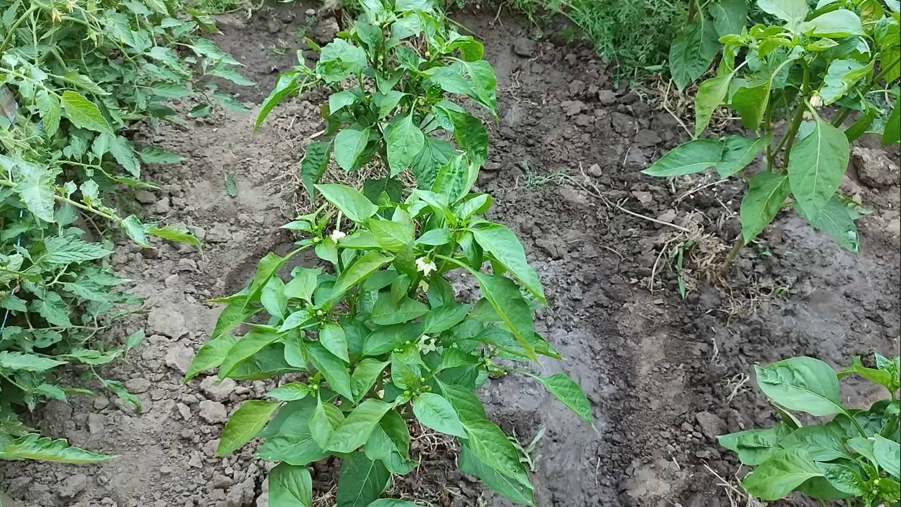 Садівники розповіли, як домогтися здорового та рясного врожаю перців