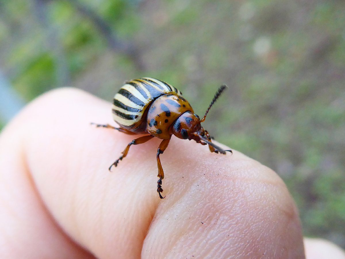 Експерти розповіли, як захистити картоплю від колорадського жука перевіреними способами