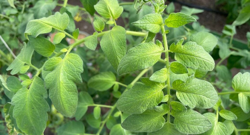 Гілочки нарізала й залила водою на 3 дні: оце так стимулятор росту за 0 грн – насіння проросло вдвічі швидше 