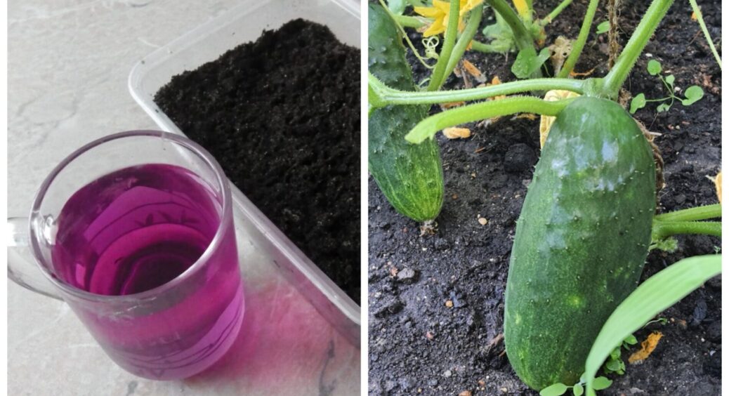 У старі “капронки” заливаю розчин марганцівки – одразу йду на город: 7 кущів зеленців плодоносять до вересня 