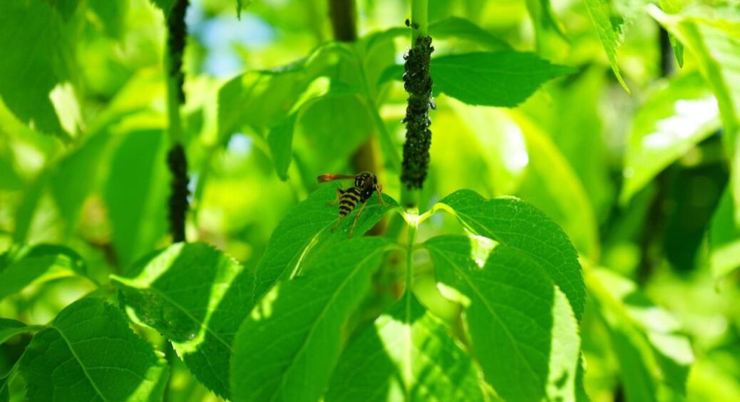 3 “потужні” союзники проти попелиці: знайдено найдієвіший засіб у боротьбі із цим ненажерливим шкідником 