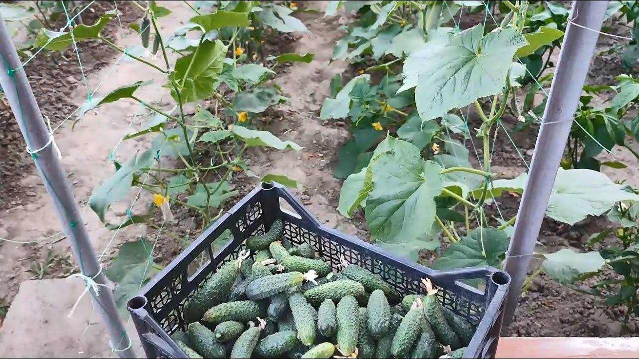 Агрономи розповіли, як простимулювати плодоношення огірків