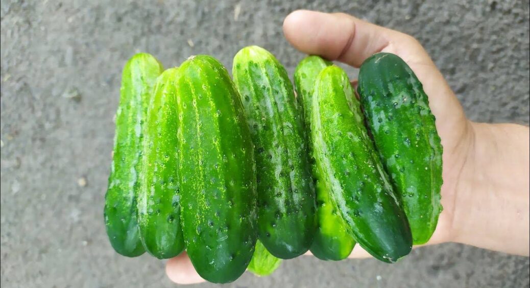 Зірвала огірок, а він гірчить, як полин: швидко виправляю свої “гріхи”, щоб зібрати солодкі зеленці 