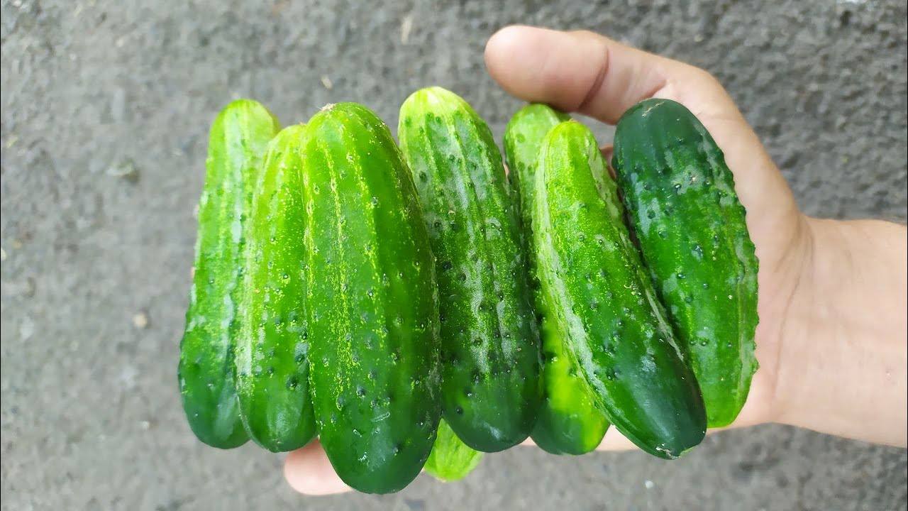 Городники пояснили, що робити, якщо гірчать оігрки