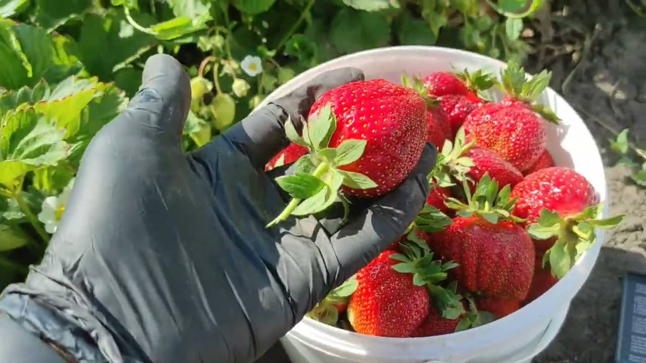 Садівники розповіли, чим підгодувати полуницю для рясного врожаю солодких ягід
