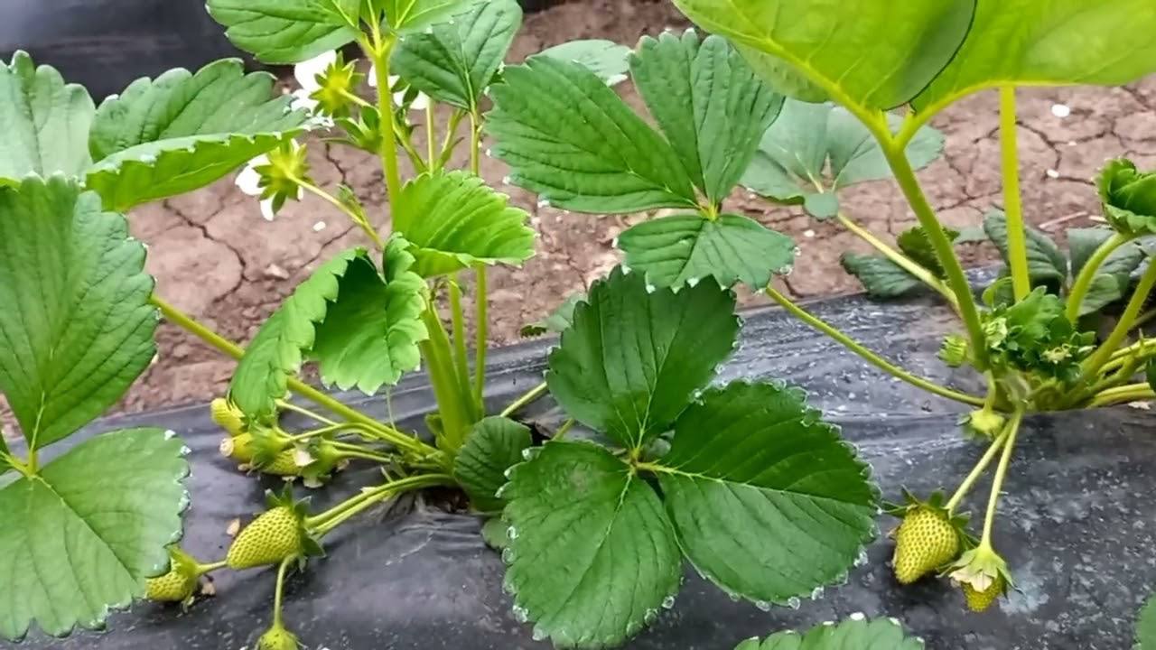 Садівники розповіли, чим підгодувати полуницю для рясного врожаю солодких ягід