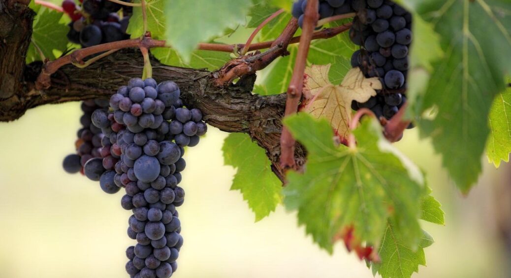 Виноград “стояв у ступорі” – влила 1 літр у відро води, й тепер грона наливаються як на конкурс врожаю 