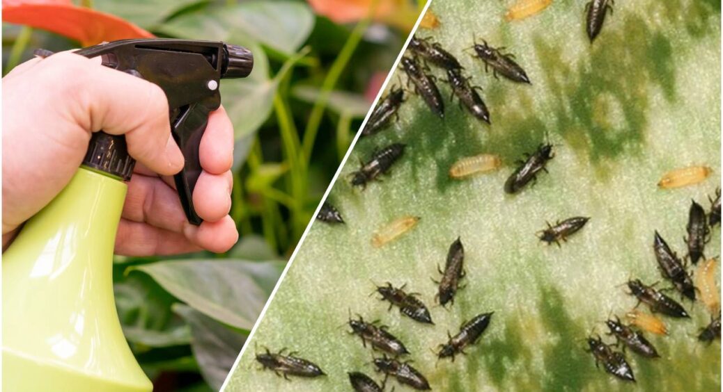 Прогнала трипсів з ділянки без краплі хімії: просто пригостила комах цим 1 чудо-відваром – зникли за 2-3 дні 