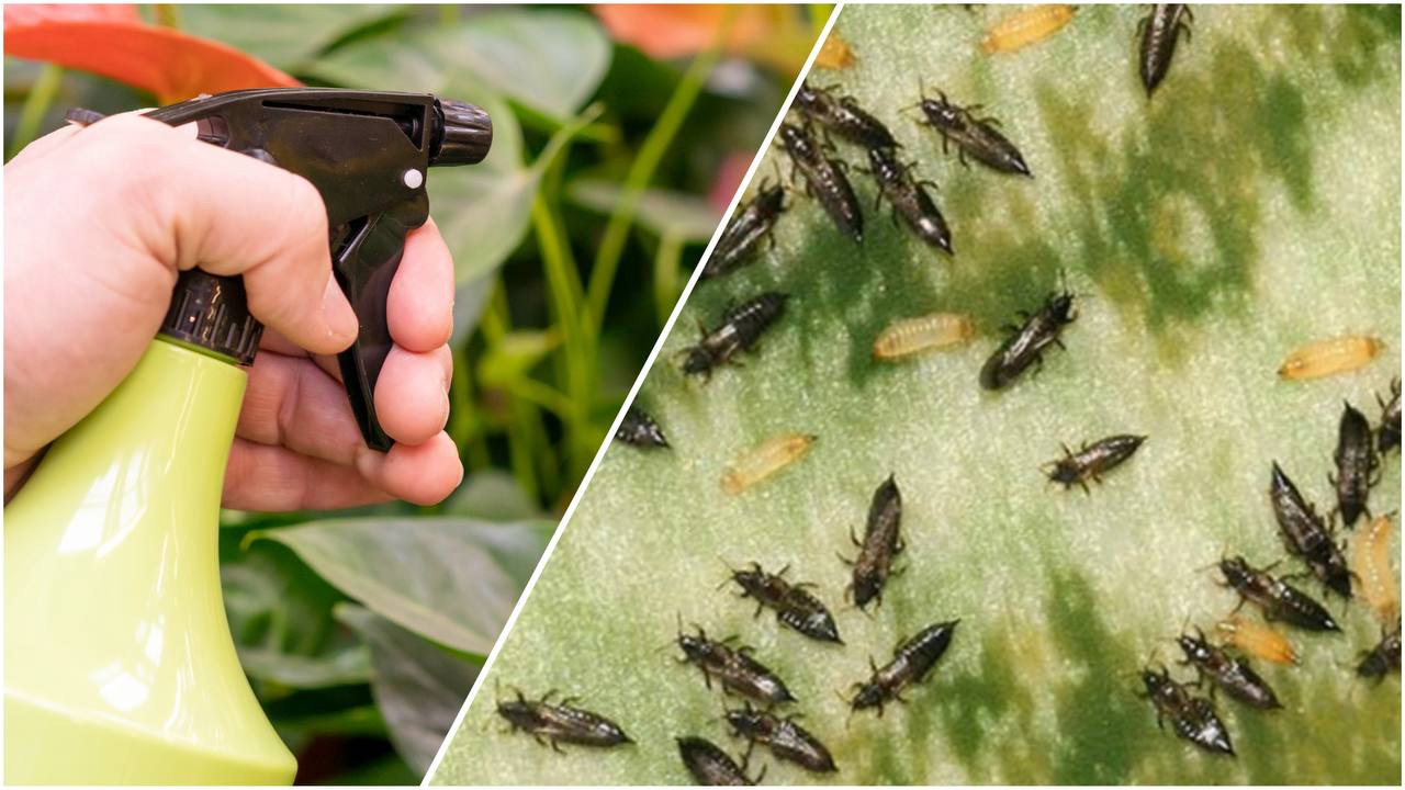 Городники поділилися простим способом, який допоможе швидко позбутися трипсів