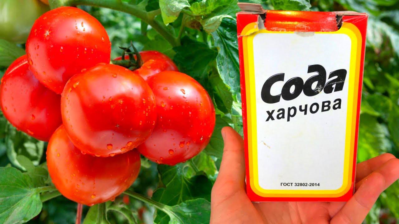 Городники пояснили, як правильно підживлювати томати содою