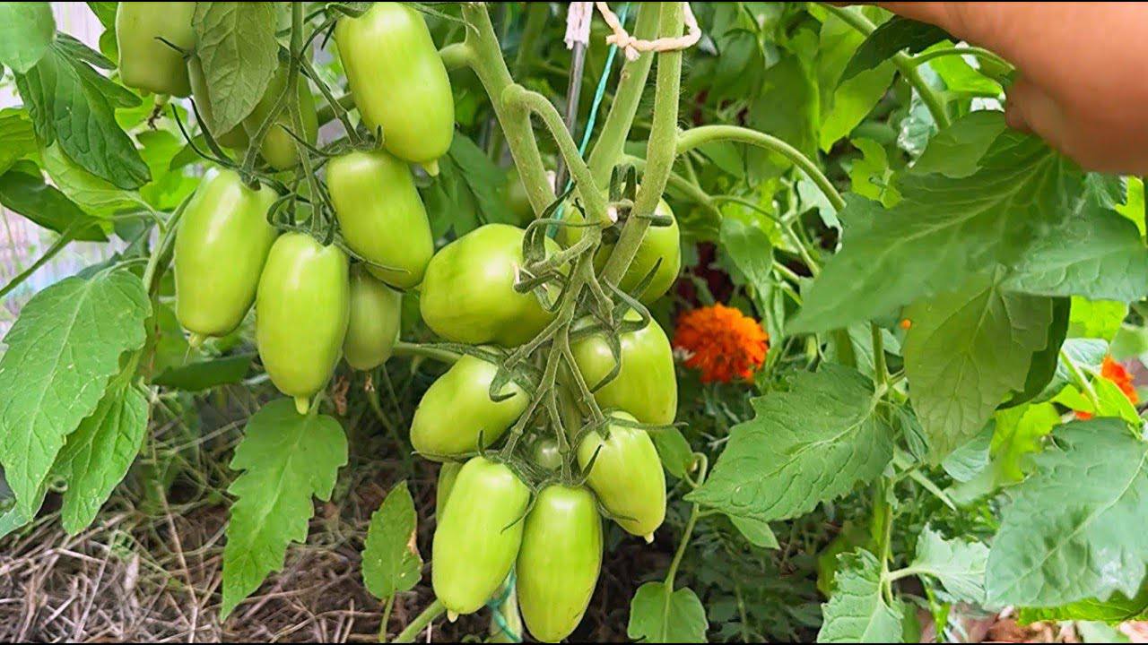 Городники розповіли, чим обприскати помідори, щоб швидше дозріли