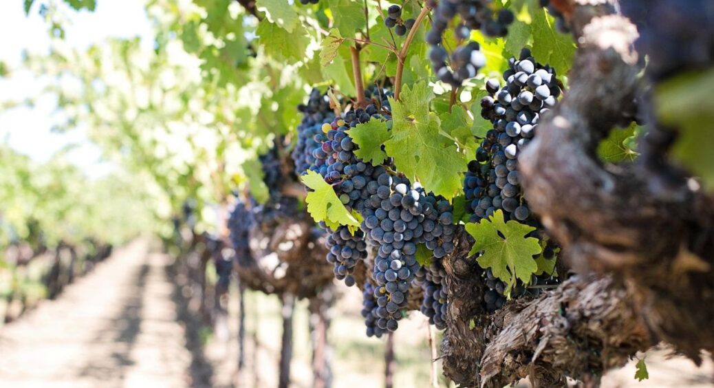 Дідусь-агроном по-секрету розповів, як збільшити термін плодоношення винограду – знадобиться 10 г “цього” 