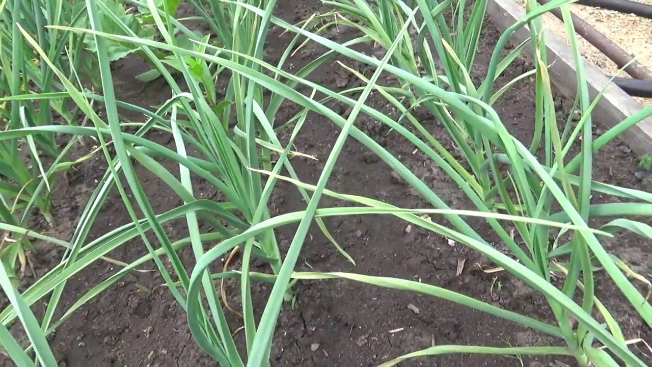 Агрономи розповіли, як відновити ґрунт після збирання часнику