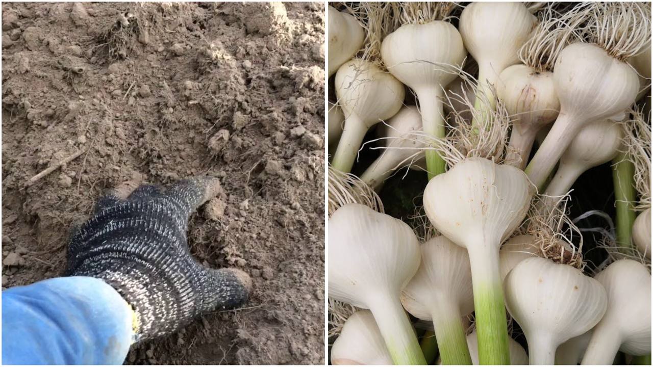 Агрономи розповіли, коли потрібно садити озимий часник цього року