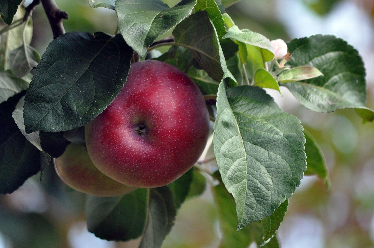 Експерти розповіли, як збирати і зберігати зимові яблука 
