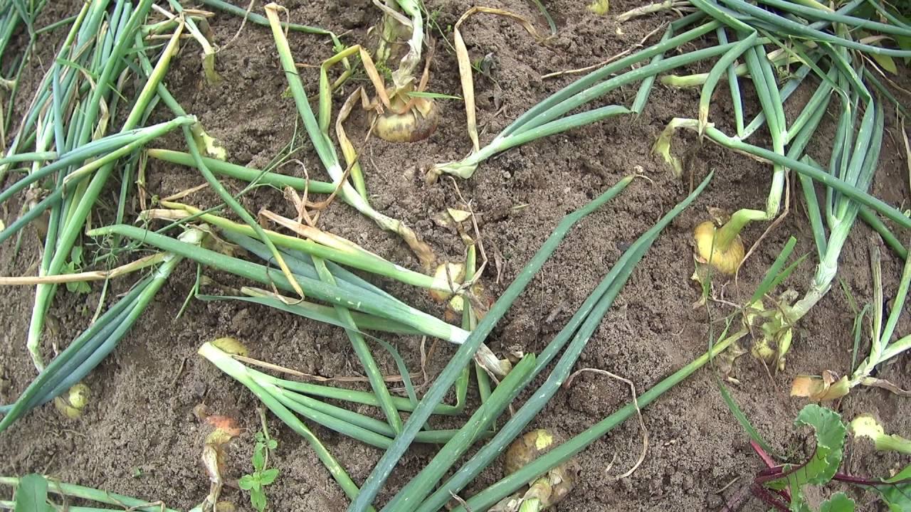 Досвідчені агрономи розповіли, коли вже можна збирати врожай цибулі