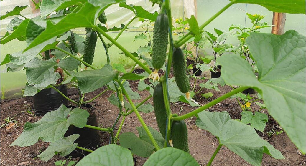 “Коктейль” від чернівецького агронома збільшить врожай огірків у 4 рази: будете збирати КАМАЗами! 