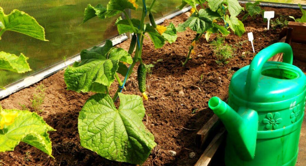 Сусідка “шепнула”, як продовжити врожай огірків до заморозків – спішу робити 1 справу зараз, поки ще встигаю 