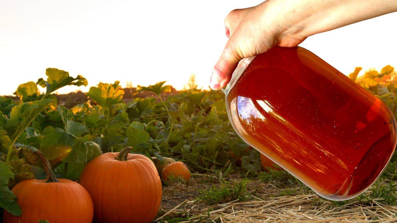 Агрономи розповіли, чим підживити гарбуз у липні для великого і солодкого врожаю