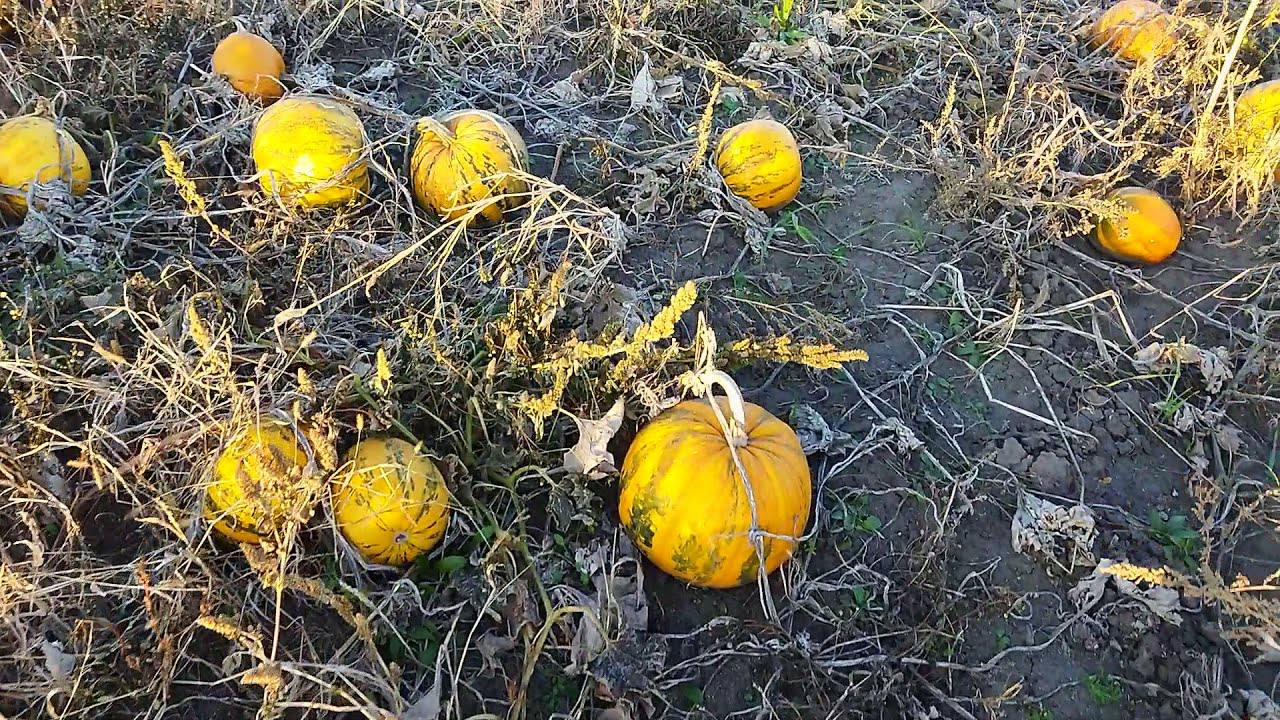 Агрономи розповіли, чим підживити гарбуз у липні для великого і солодкого врожаю