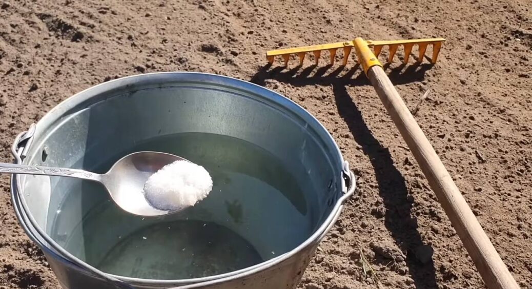 1 доступна крупа замість тонни гною та дорогих добрив: родючий і пухкий ґрунт забезпечено – трюк городників 