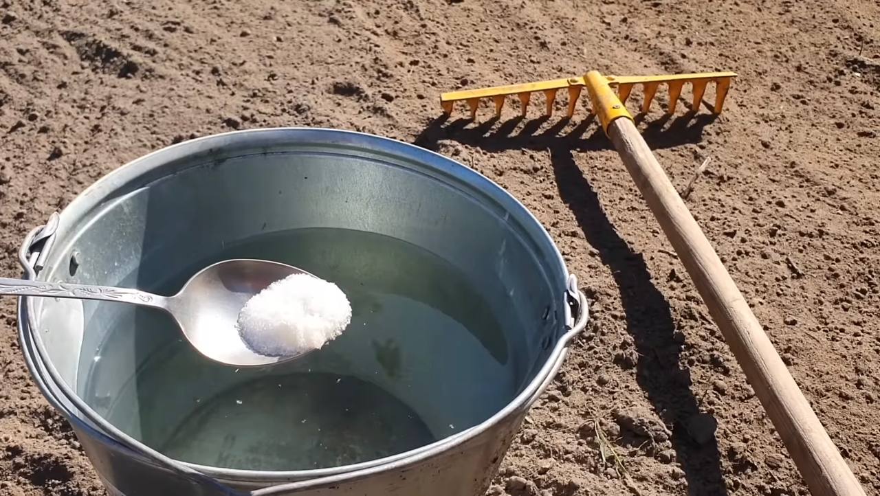 Городники розповіли, яка доступна крупа здатна значно покращити стан ґрунту