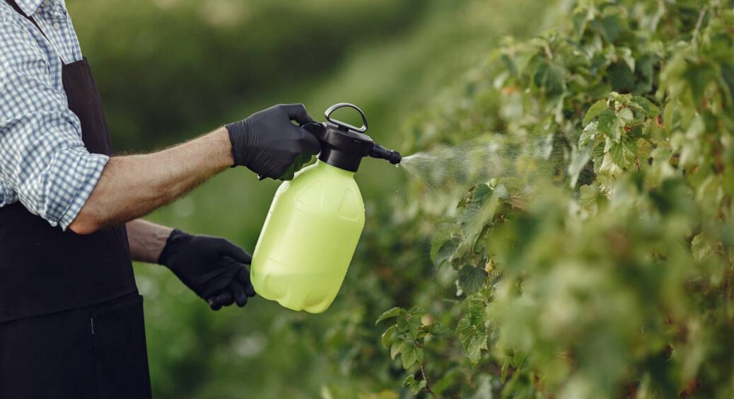 Обробка стікала, як вода з гуся – додала ложку з холодильника, і добриво лягло рівно, як фарба по ґрунту 