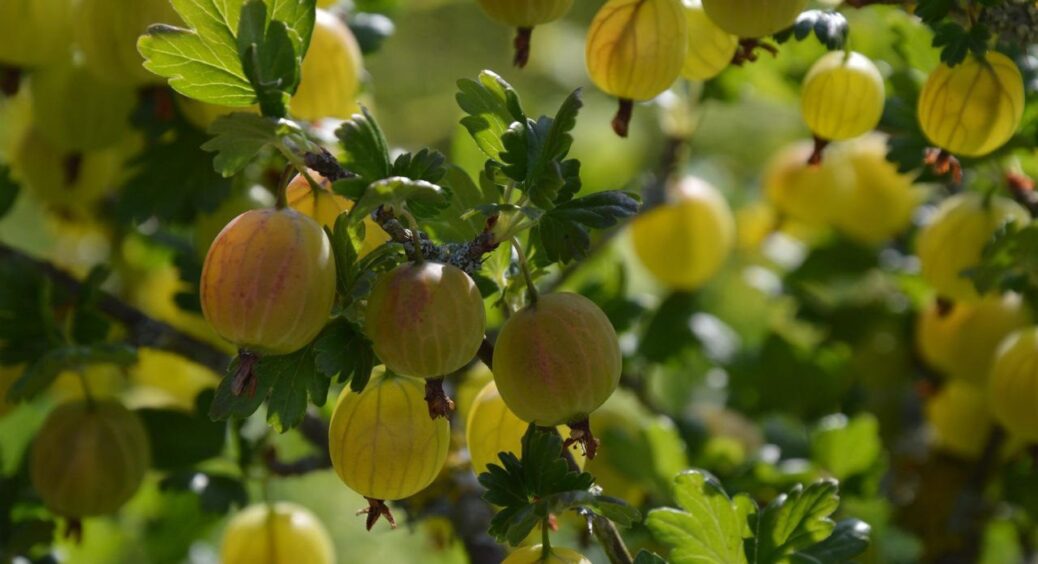 Секрет липневої “підкормки” для аґрусу: таких солодких ягід ви ще не їли – трюк кмітливих садівників 