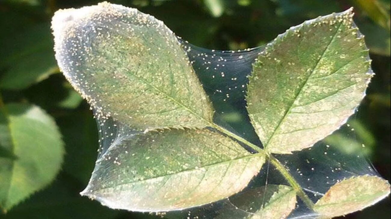 Агрономи поділилися рецептом дієвого розчину від павутинного кліща
