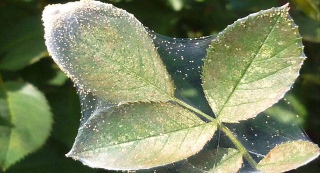 Дідусь-агроном по секрету розповів, як приготувати розчин від павутинного кліща: знадобиться 3 інгредієнти 