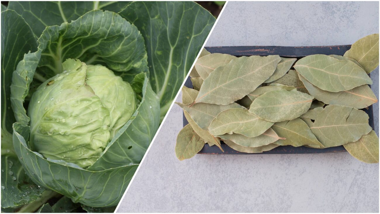 Агрономи розповіли, як звичайним лавровим листям захистити капусту від шкідників